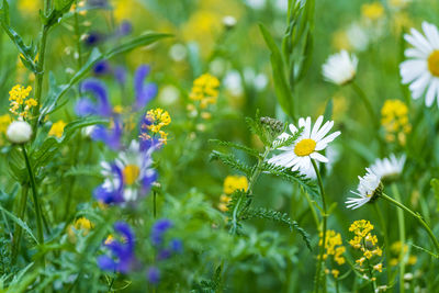 Close-up of white flowering plant