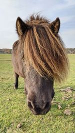 Horse with wind swept hair fringe 