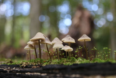 Close-up of mushrooms growing on field