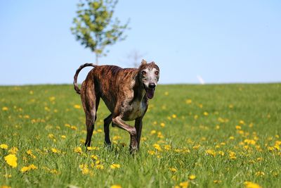 View of a dog on field