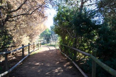 Footpath amidst trees in forest