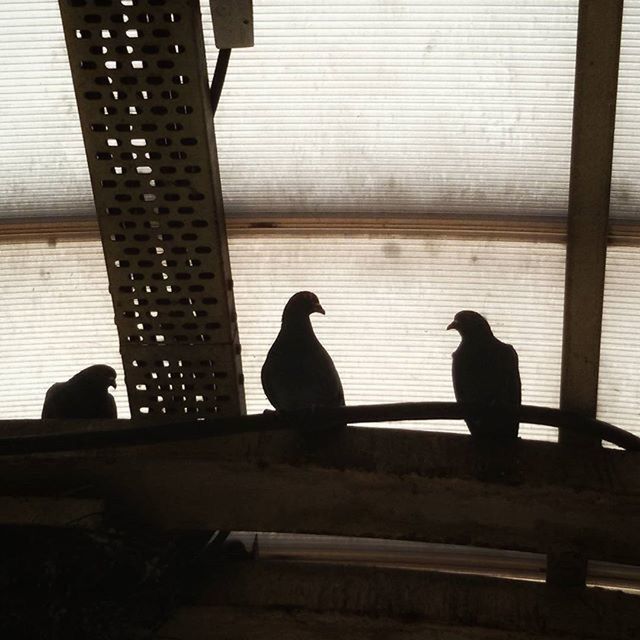 animal themes, bird, silhouette, animals in the wild, wildlife, built structure, indoors, architecture, railing, one animal, perching, window, building exterior, sitting, glass - material, pigeon, sunlight, full length, day, reflection