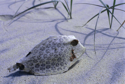 Close-up of bird in water