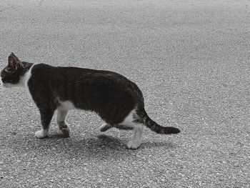 High angle view of a dog on street