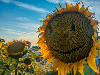 Close-up of sunflower against sky