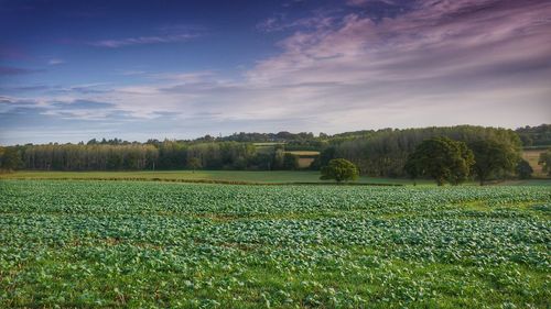 Scenic view of field against sky