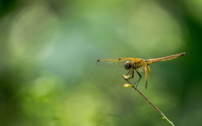 Close-up of damselfly on leaf