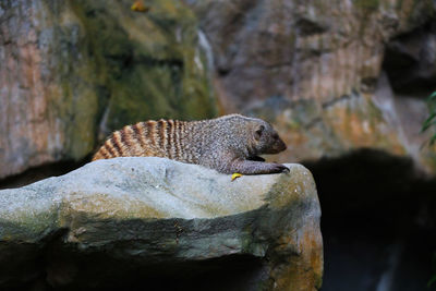 Close-up of lizard on rock