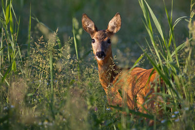 Portrait of deer on grassy field