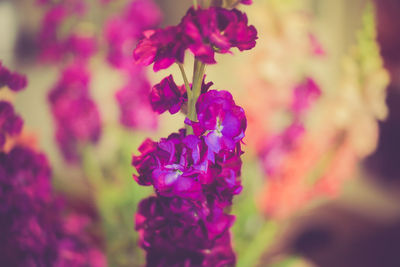 Close-up of purple flowers blooming outdoors