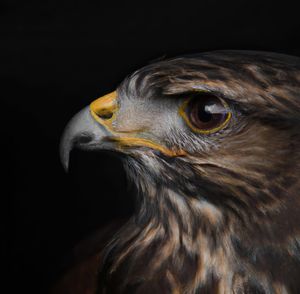 A close up of a bird of prey with a black background. hawk