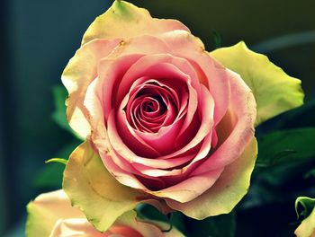 Close-up of pink rose