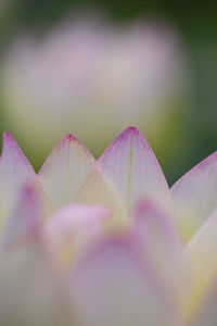 Pretty water lily flower. in japan.