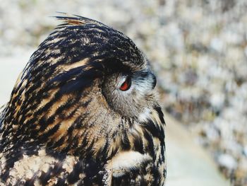 Close-up portrait of a bird