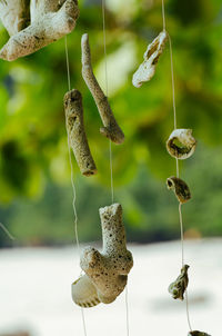 Close-up of plant hanging on twig