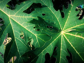 High angle view of leaves on plant