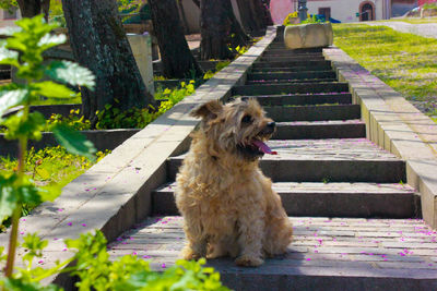 Portrait of dog sitting on bench