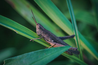 Close-up of butterfly on leaf