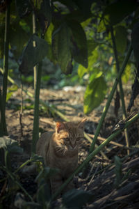 Portrait of a cat on field
