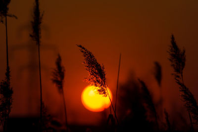 Close-up of silhouette plants against orange sunset sky