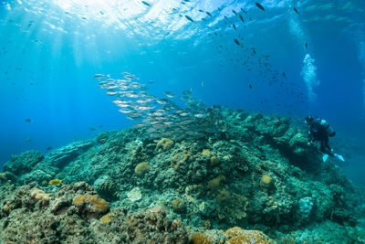 Man scuba diving in sea