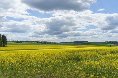Scenic view of oilseed rape field against cloudy sky