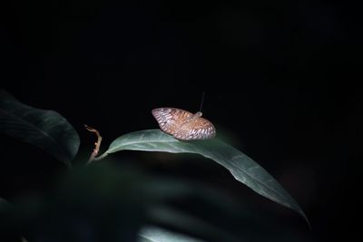 Close-up of butterfly on leaf against black background