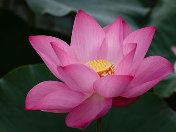 Close-up of pink flower blooming outdoors