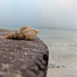 Close-up of crab on beach against sky