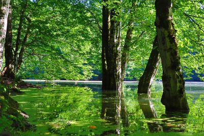 Scenic view of lake by trees in forest