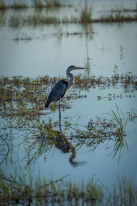 Gray heron standing in lake