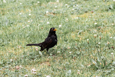 Bird perching on a field