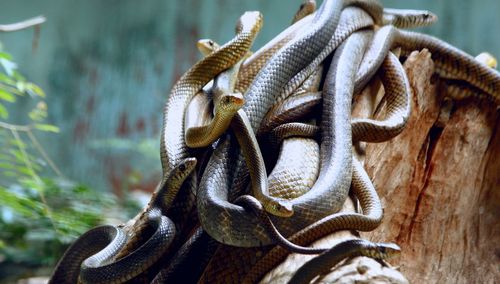 Close-up of snakes