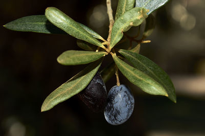 Close-up of fruit on plant