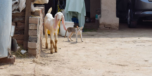 View of dogs in street
