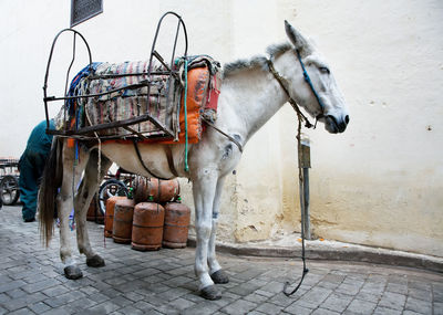 Side view of horse cart standing on footpath by wall