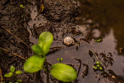 High angle view of snail on leaves
