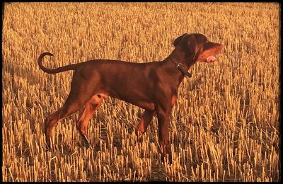 Dog standing on field