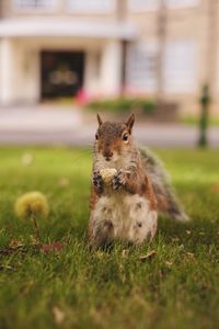 Portrait of squirrel on field