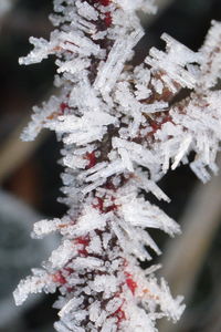 Close-up of plant against blurred background