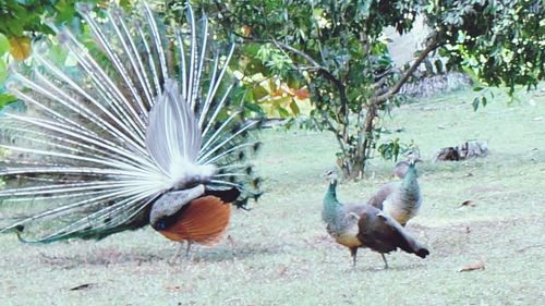 Close-up of birds in field