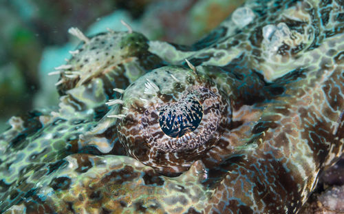 Close-up of crocodile fish eye