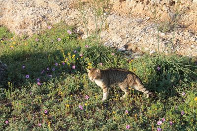 Cat on grass