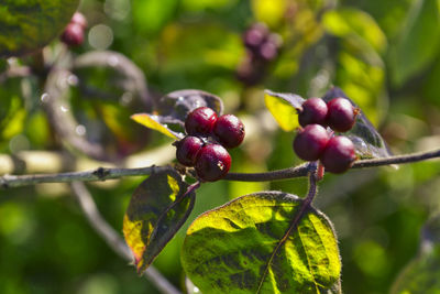 Close-up of berries growing on tree