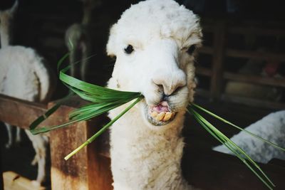 Close-up of alpaca eating