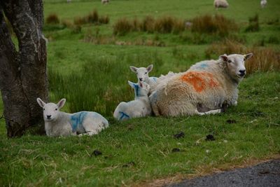 Sheep on grass