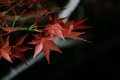 Close-up of maple leaves