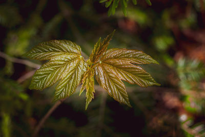 Close-up of green leaves