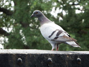 Close-up of bird perching on retaining wall against trees