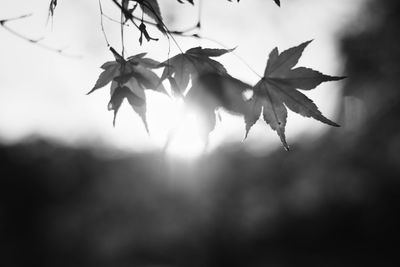 Close-up of leaves on twig